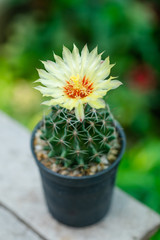 Close up yellow flower of Hamatocactus cactus in pot.
