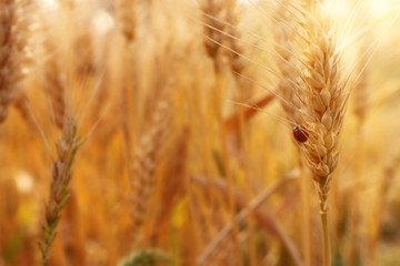 Fototapeta premium ears of golden wheat in the field at sunset light