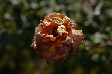 枯れた花