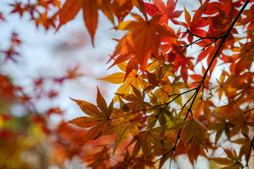 紅葉