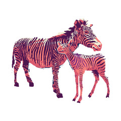 Graphic standing zebra with he cub drawn in the technique of rough brush