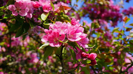 Fototapeta na wymiar Malus Royalty Crabapple tree with flowers in the morning sun close up. Apple blossom. Spring background.