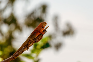 Chameleon Walking on Tree, Reptile Background, Orange Chameleon