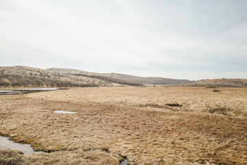春の八島ヶ原湿原