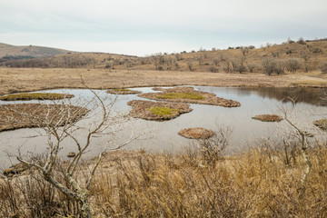 春の八島ヶ原湿原