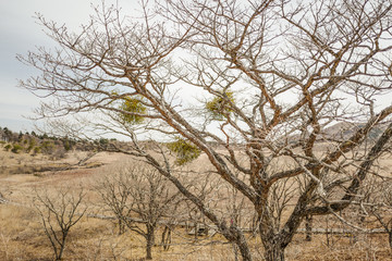 春の八島ヶ原湿原