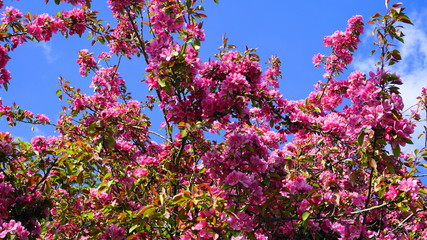 Malus Royalty Crabapple tree with showy and bright flowers against blue sky background . Apple blossom. 
