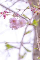 八重桜（牡丹桜）