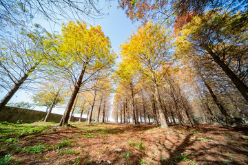 Taxodium distichum in fall color with red with orange leaves