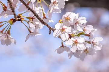 桜のアップ