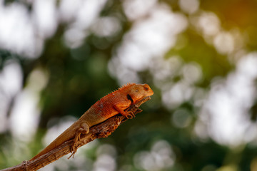 Chameleon Walking on Tree, Reptile Background, Orange Chameleon