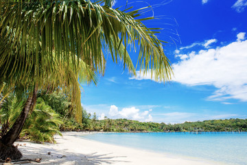 Palm tree on beach at blue sky.