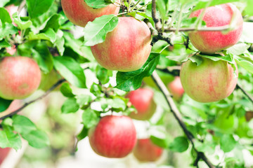 Ripe red apples grow on an apple tree in the garden.