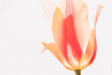 Orange tulip flowers.
