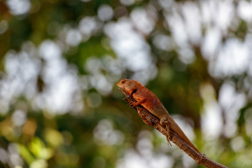 Chameleon Walking on Tree, Reptile Background, Orange Chameleon
