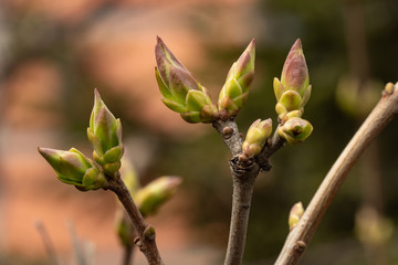 the first spring leaves of lilac, green blossoms of lilac bloom on a sunny day