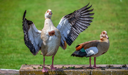 Nilgänse auf einer Wiese, Nilgans Gans