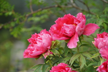 Pfingstrose rot - paeonia