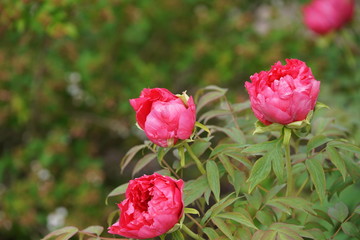 Pfingstrose rot - paeonia