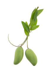 Bouquet of mango isolated on white  background. Clipping path.