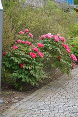 Pfingstrose rot - Paeonia officinalis rubra plena
