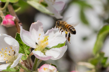 Honey bee, extracting nectar from fruit tree flower