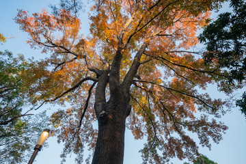 Obraz premium Looking up the maple tree in Taichung World Flora Exposition