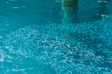 School of the blue and silver fishes in clear crystal water