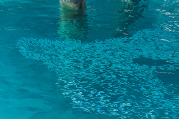 School of the blue and silver fishes in clear crystal water