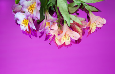 Obraz premium Greeting card with flowers. Banner with alstroemeria flowers on a neon background. Frame for text with flowers of alstroemeria. Flat lay, top view.