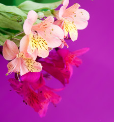 Obraz na płótnie Canvas Greeting card with flowers. Banner with alstroemeria flowers on a neon background. Frame for text with flowers of alstroemeria. Flat lay, top view.