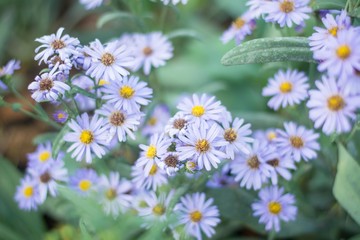 Purple flowers are blooming and soft light