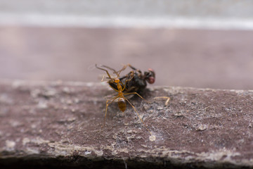 A dead fly lying upside down at the house window.