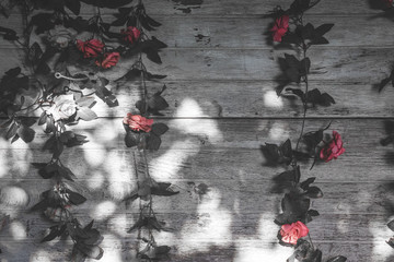 rose and white wood wall