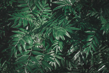 green leaves background