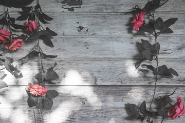 rose and white wood wall