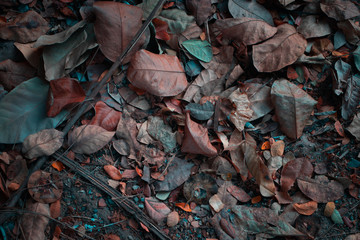 pile of dried leaves