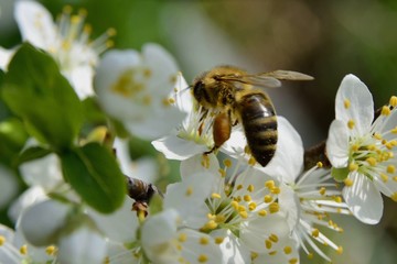 Spring; Flowers, Bees and pollinaters everyhere .....
