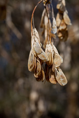 Seeds of a maple flutter on wind in the spring sunny day. Ready photo background. Macro.