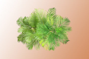 top view palm leaves tree for summer background