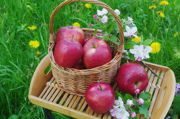 Red apples in a wicker basket, decorated with blooming apple tree branches