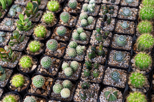 Young caktus growing in small black plastic pot, decoration item