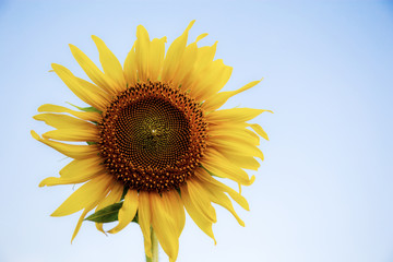 Sunflower at sky in summer.