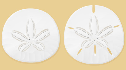 Vector illustration of sand dollars against a sand-colored background. © Handies Peak
