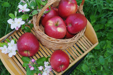 Red apples in a wicker basket, decorated with blooming apple tree branches