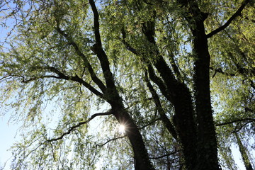 Hintergrund - wunderschöne, alte Weide am Morgen im Gegenlicht