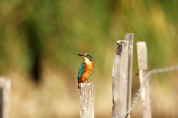Martin-p&ecirc;cheur