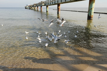 Seebad Koserow insel Usedom 2013