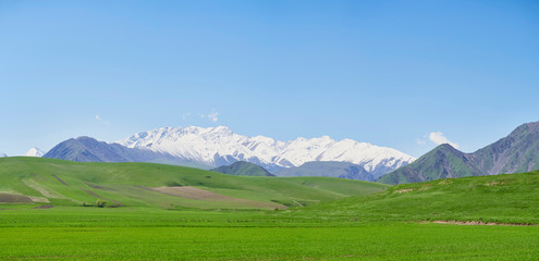 Fototapeta premium panorama, mountain landscape, in the foreground young green grass against the backdrop of a mountain range with snowy peaks, on a clear sunny day