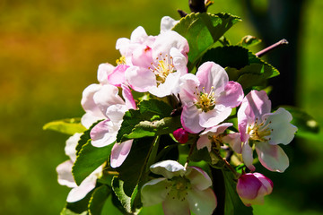 bright flowering tree, large pink flowers, close-up of a beautiful flower under the rays of the sun